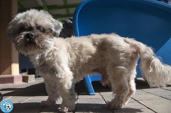 Blakino: il piccolo shih tzu che aspetta il miracolo Foto 8